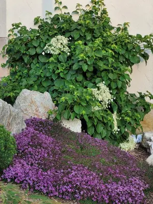 Ein Garten an der Unterkunft Ferienwohnung MIA