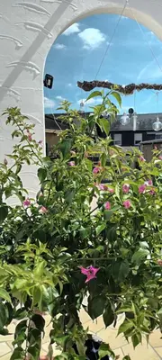 Ein Garten an der Unterkunft Bürgerhaus Zeltingen Apartment I