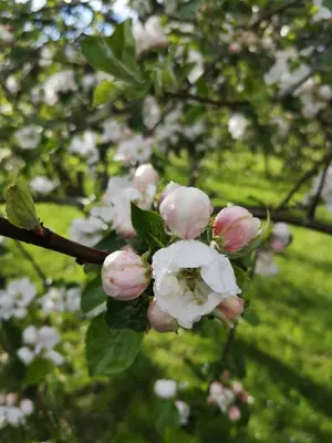 Ein Garten an der Unterkunft Ferienwohnung Maar-Idyll