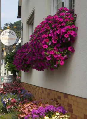 Ein Garten an der Unterkunft Gästehaus Weberskirch