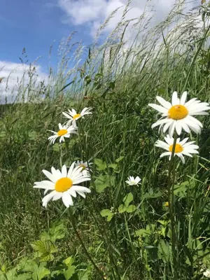 Grundriss der Unterkunft RechHof Urlaub bei Tieren