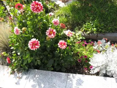 Ein Garten an der Unterkunft Diamanthaus deluxe 8 Koblenz