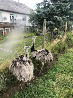 Tiere im Ferienhaus oder in der Nähe