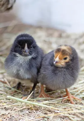 Tiere in der Ferienwohnung oder in der Nähe