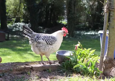 Tiere in der Ferienwohnung oder in der Nähe