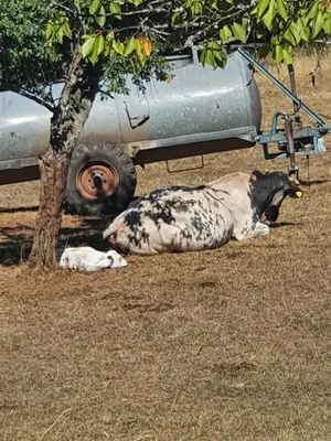 Tiere in der Pension oder in der Nähe