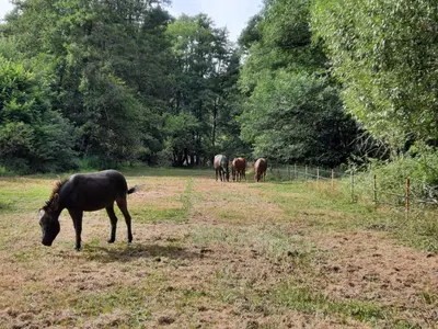 Tiere in der Ferienwohnung oder in der Nähe