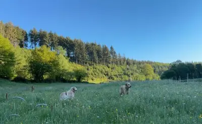 Haustiere von Gästen der Unterkunft Vakantiehuis aan bosrand in Eifel nabij Cochem-Zell aan de Moezel - Dichtbij De Calmont Klettersteig Bremm - Blue House