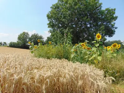 Naturlandschaft in der Nähe der Ferienwohnung