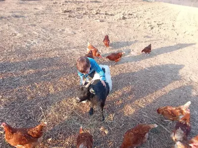 Tiere in der Ferienwohnung oder in der Nähe