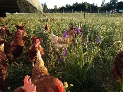 Ein Garten an der Unterkunft Ferienbauernhof Neumühle