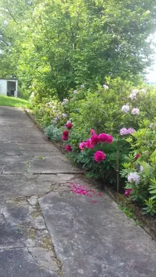 Ein Garten an der Unterkunft Ferienhaus Wald&Wiese