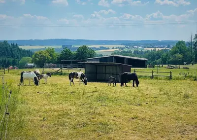 Tiere in der Ferienwohnung oder in der Nähe