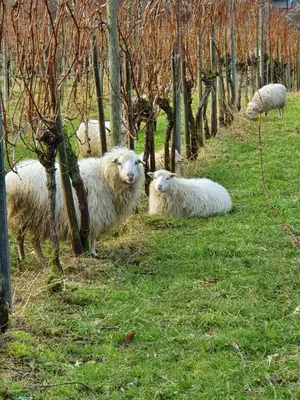 Tiere in der Ferienwohnung oder in der Nähe