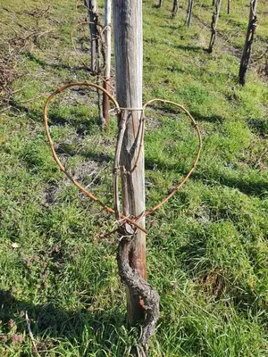 Ein Garten an der Unterkunft FeWo Trasser