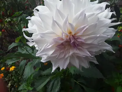 Ein Garten an der Unterkunft Haus Kallin